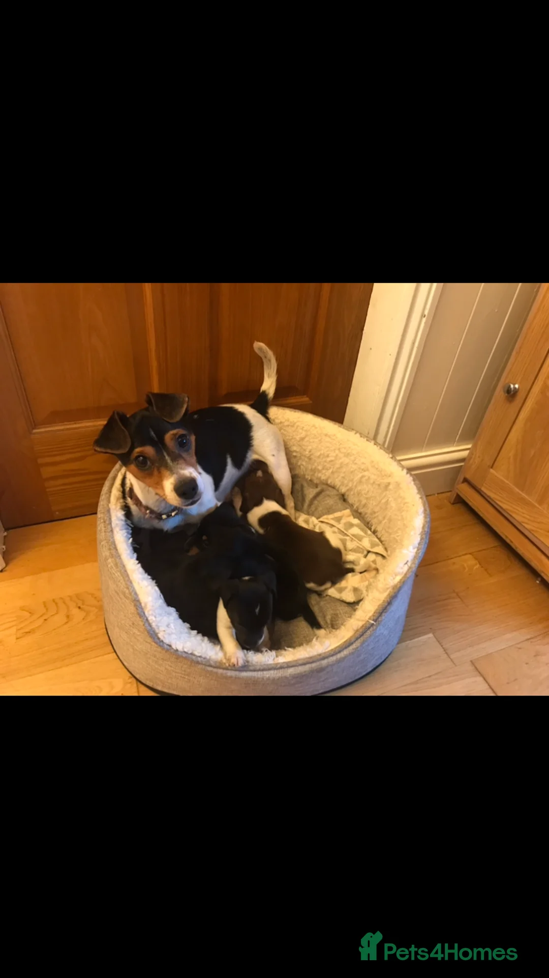 Jack Russell dogs for stud: jack russell for stud in Wednesbury - Advert 3