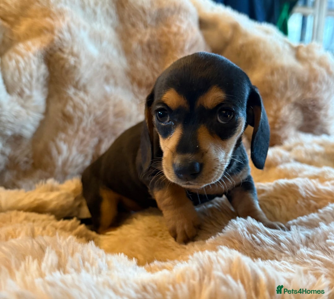 Dachshund dogs for sale: Dachshund pups Black and Tan  - Advert 6