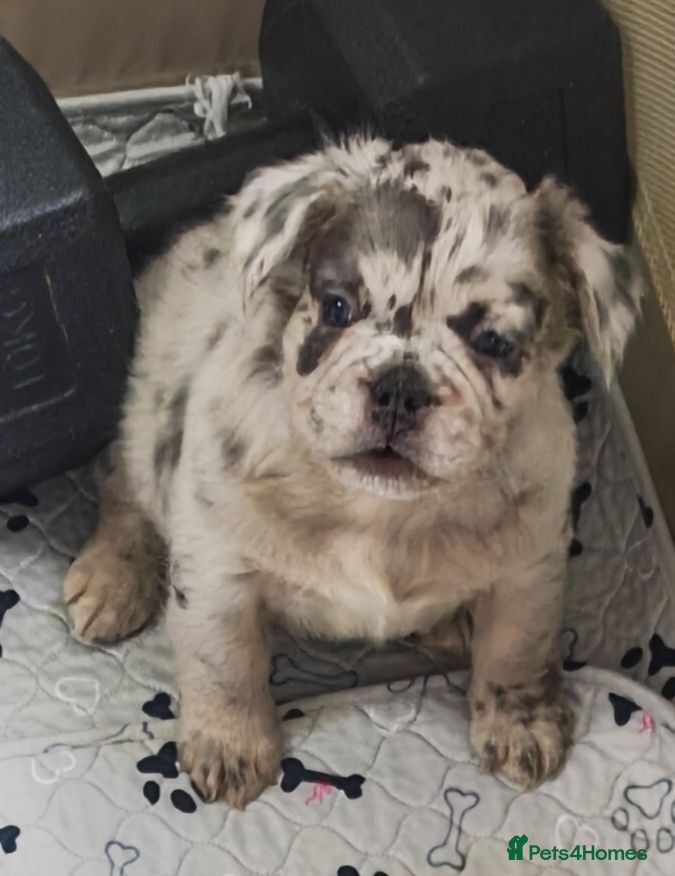 French Bulldog dogs Fluffy French Bulldogs - Advert 2