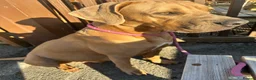 Mixed Breed dogs for sale: Stunning Boerboel x Ridgeback puppies  - Advert 19
