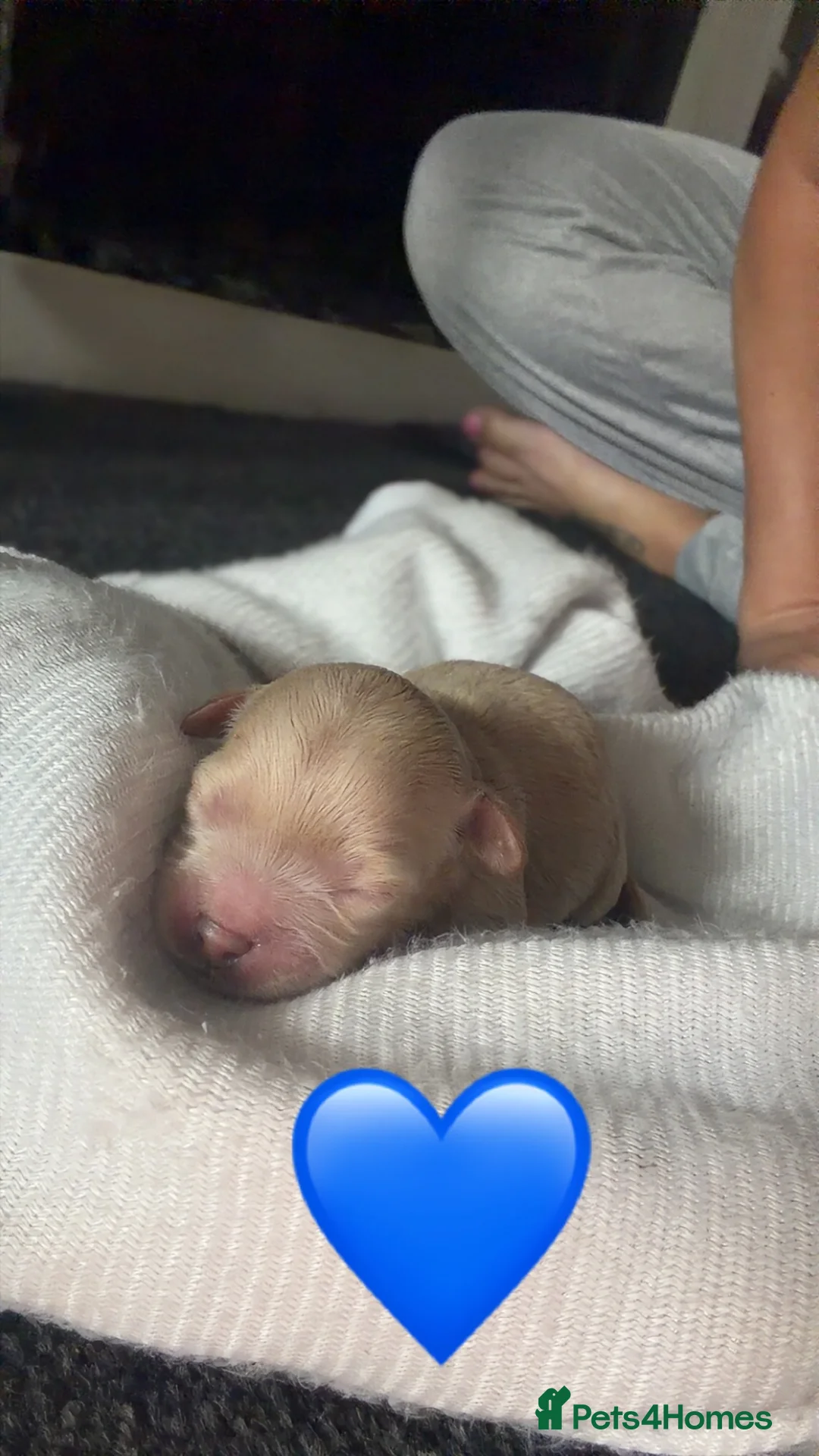 Maltipoo dogs for sale: Tiny Korean Maltipoos,KC dna health clear parents - Advert 10