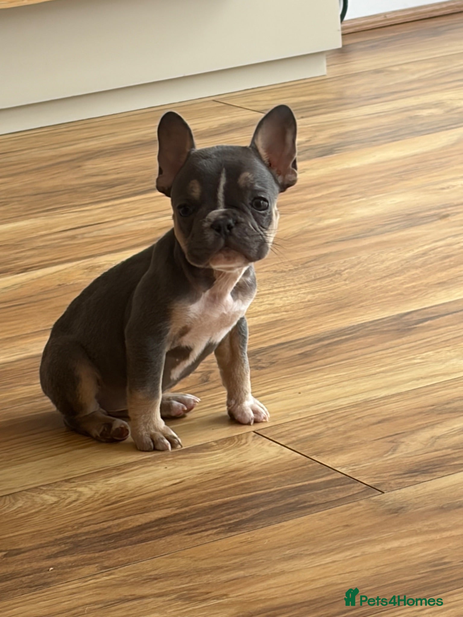 French Bulldog dogs French bulldog puppies 🐶 Ready now  - Advert 22