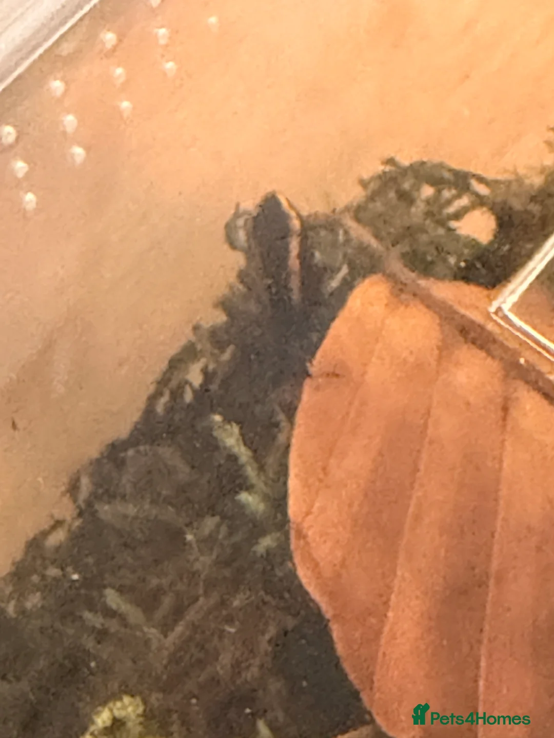 Frog reptiles for sale: Phyllobates Vittatus froglets - Advert 6