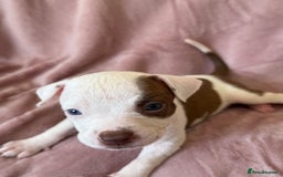 Mixed Breed dogs for sale: Spaniel crossed  - Image 6