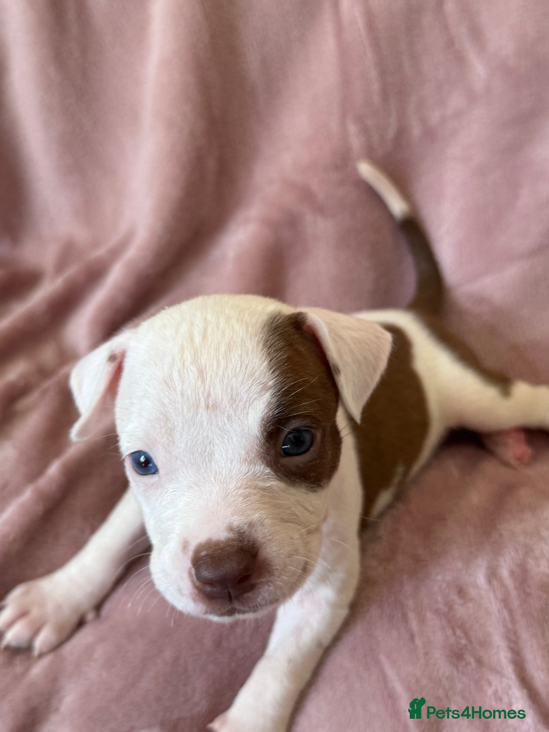 Mixed Breed dogs for sale: Spaniel crossed  - Image 6