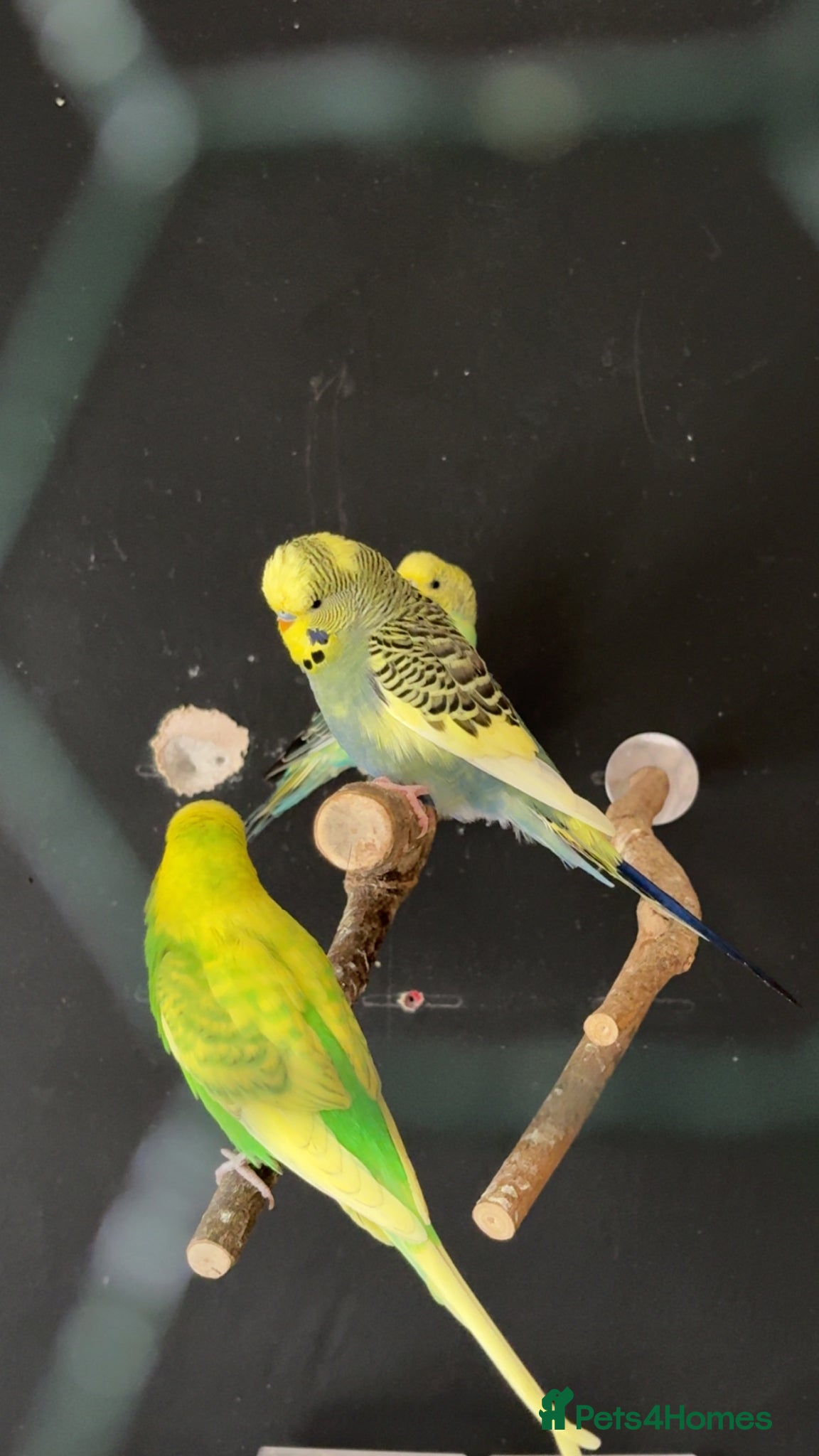 Budgerigars birds Budgie for sale between 6-10 months old  - Advert 3