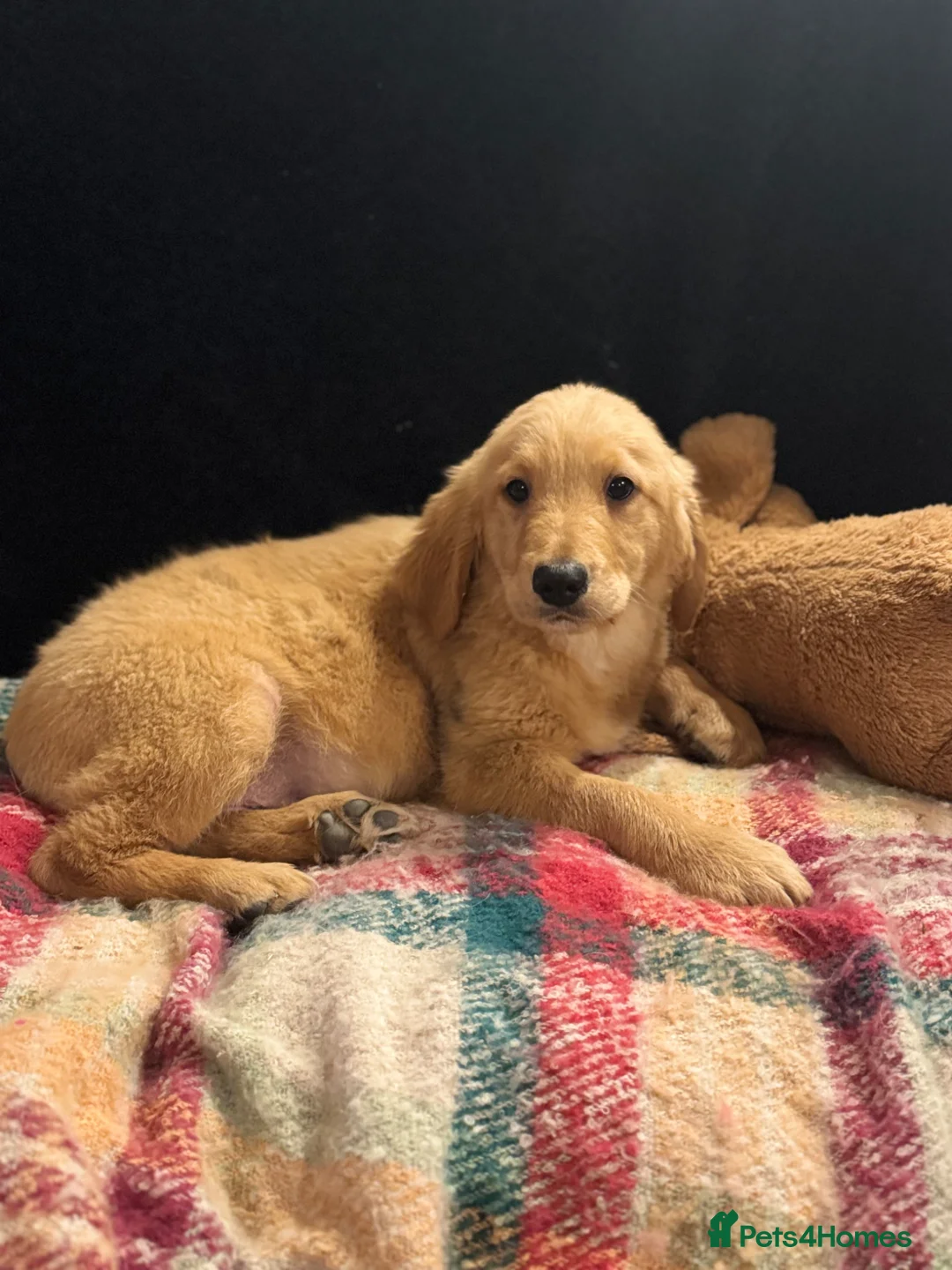 Golden Retriever dogs for sale: Healthy Beautiful GR Puppies - Advert 1