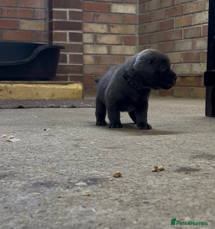 Labrador Retriever dogs - Advert 3