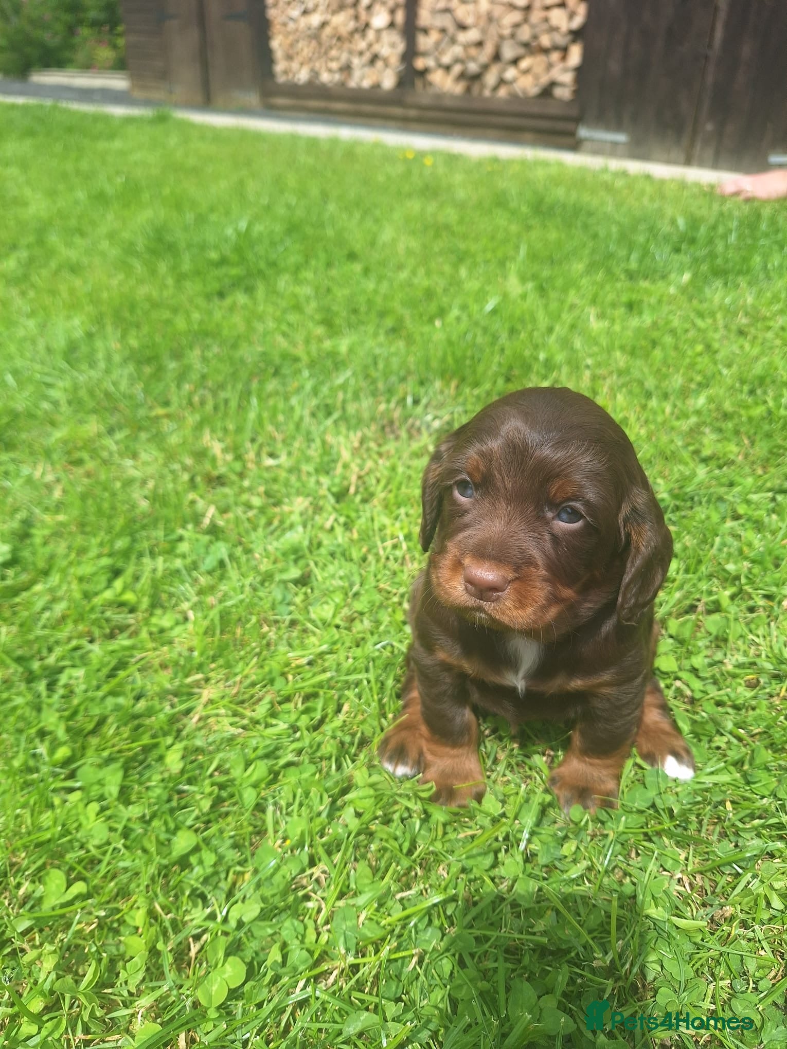 Cocker Spaniel dogs Working Cocker Spaniel Puppies  - Advert 2