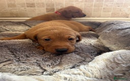 Labrador Retriever dogs for sale: Deep Fox Red KC FTCH labpups Health Tested Parents - Image 5