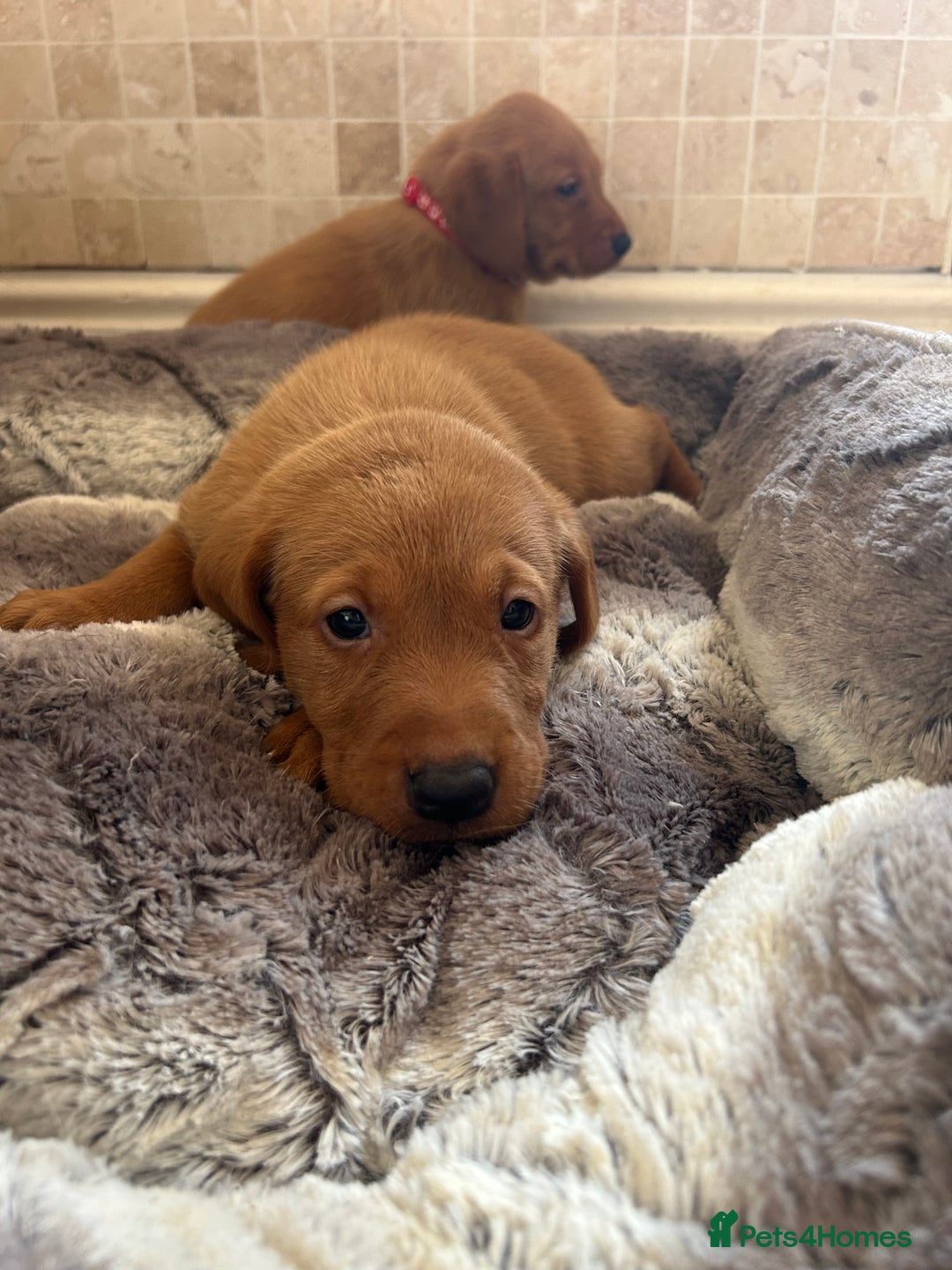 Labrador Retriever dogs for sale: Deep Fox Red KC FTCH labpups Health Tested Parents - Image 5