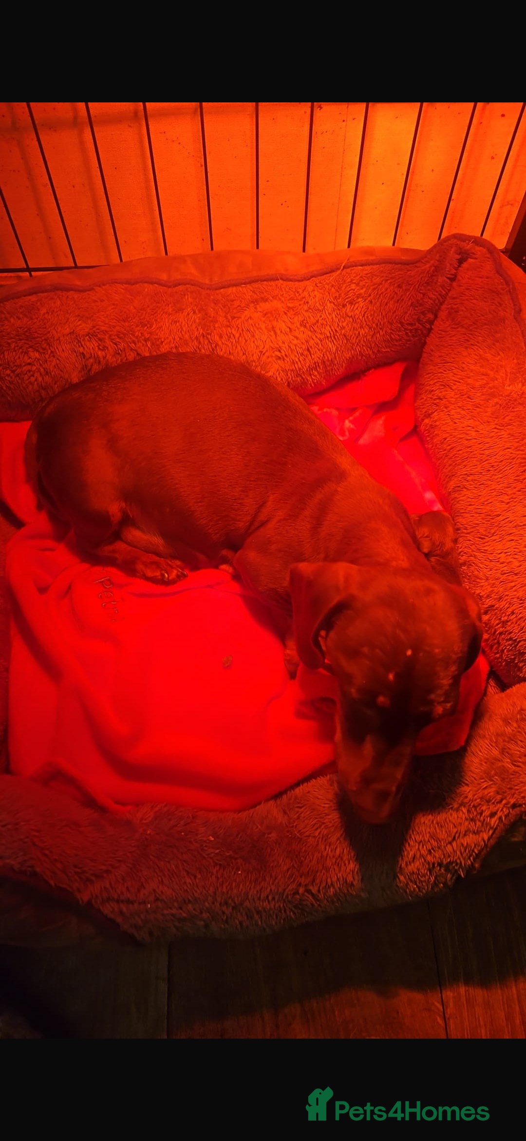 Miniature Dachshund dogs for sale: GORGEOUS TRUE MINIATURE DACHSHUND  - Image 5