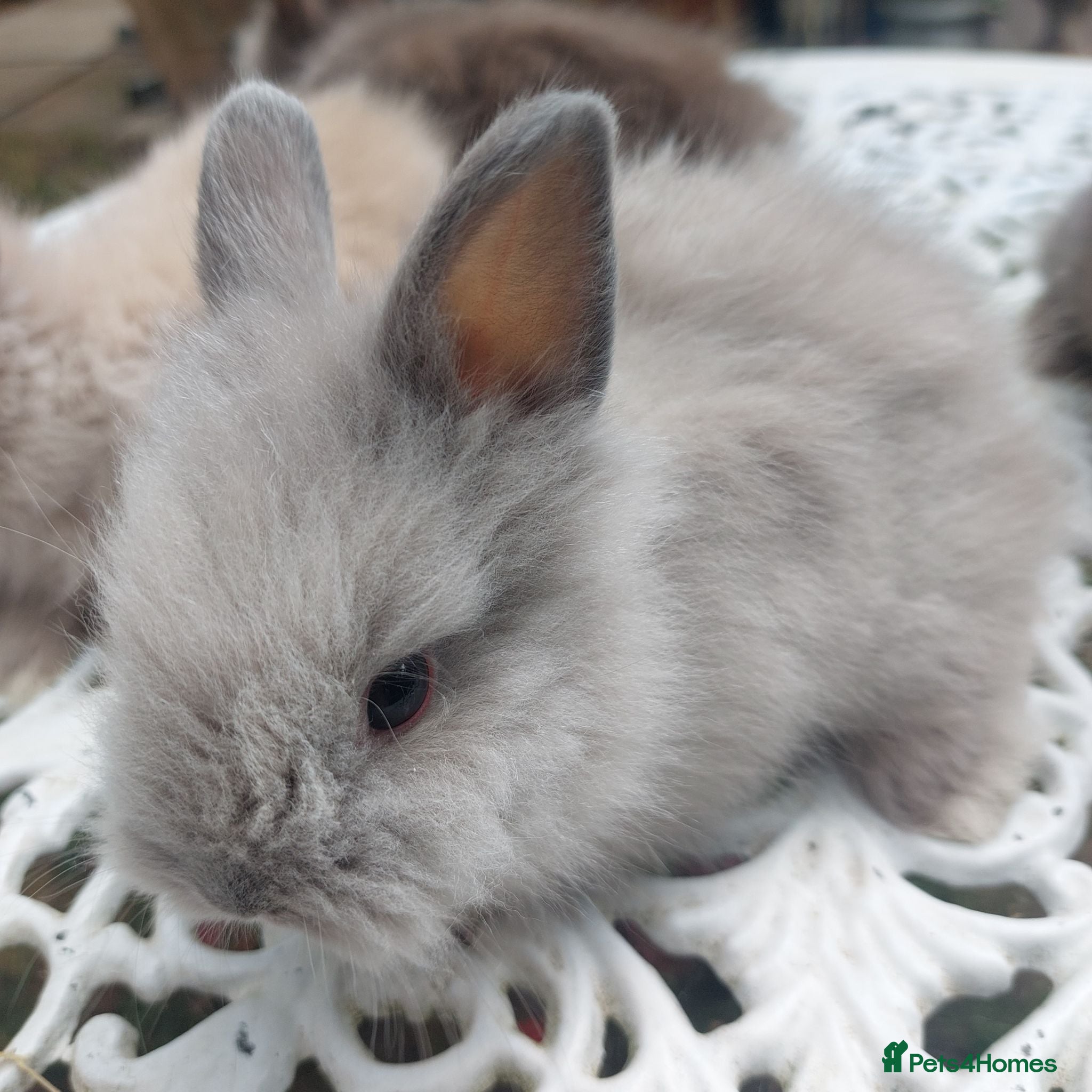 Angora rabbits TEDDYDWERG BABIES  - Advert 2