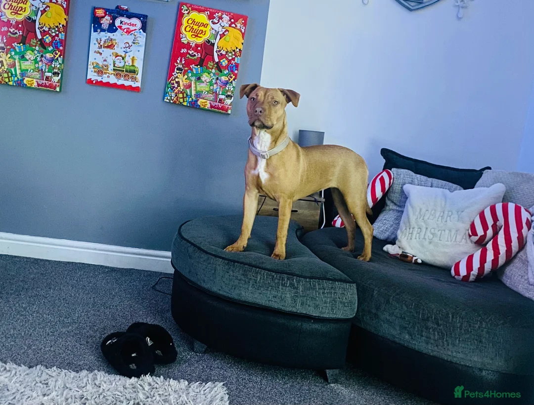 Staffordshire Bull Terrier dogs for sale: Rehoming Our Family Staffy - Advert 3