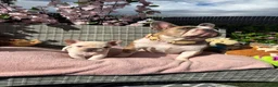 French Bulldog dogs for sale:  **  French Bulldog  in Colwyn Bay - Advert 5