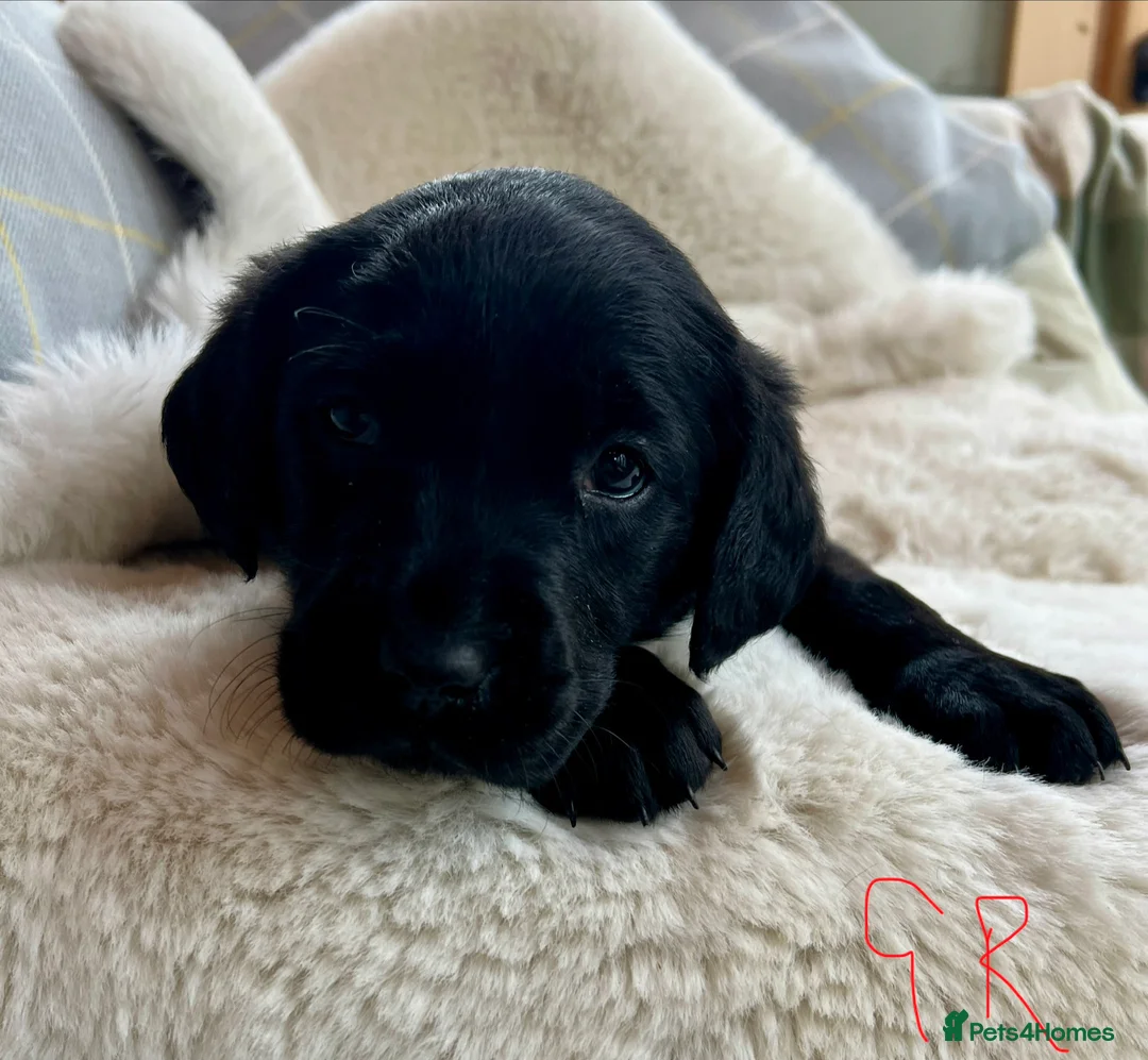 Labrador Retriever dogs for sale: KC black Labradors  - Advert 2