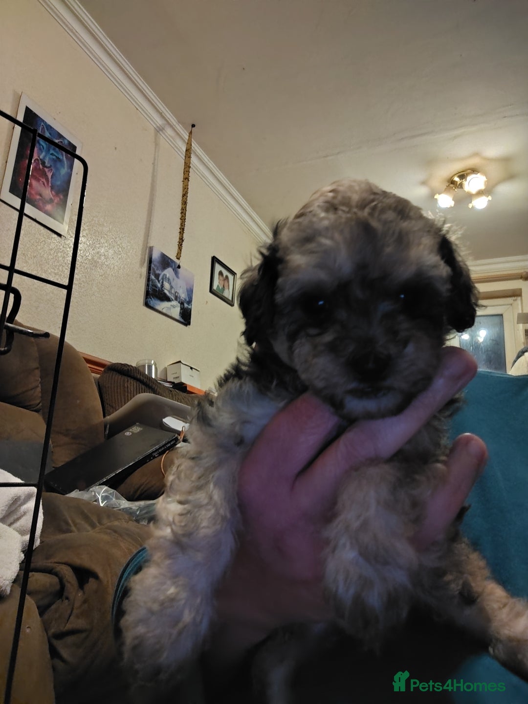 Shihpoo dogs for sale: 2 shihpoo girls looking for there forever homes - Advert 1