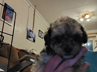 Shihpoo dogs 2 shihpoo girls looking for there forever homes - Advert 1