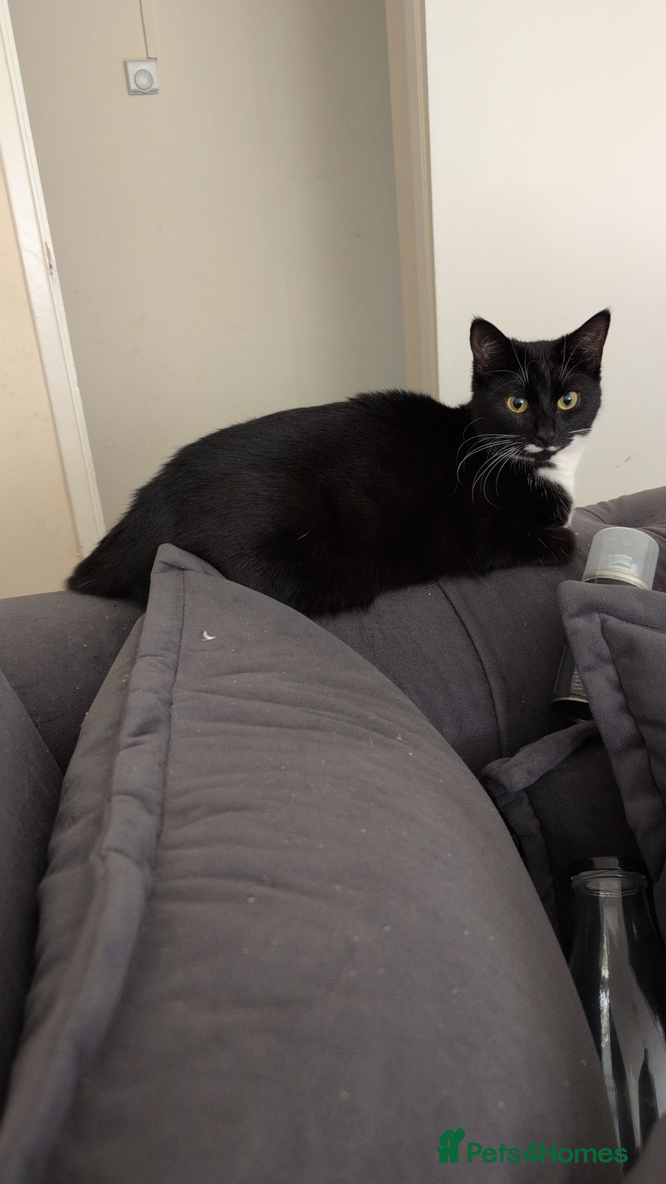 Domestic Shorthair cats 1 year old indoor car - Advert 2