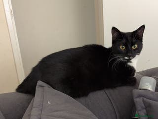 Domestic Shorthair cats 1 year old indoor cat - Advert 4