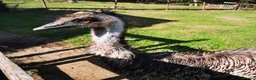 Emus poultry for sale: Emu mature Male in Exeter - Advert 2