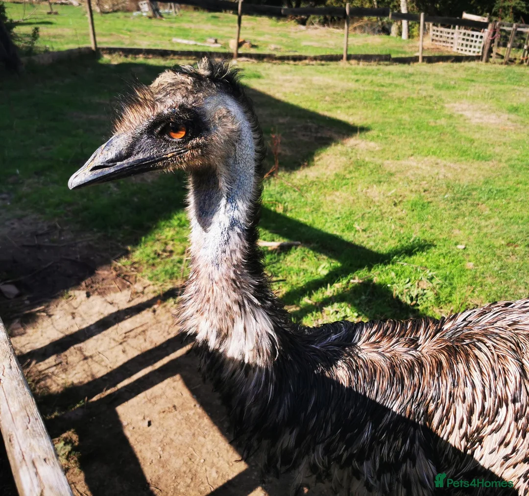 Emus poultry for sale: Emu mature Male in Exeter - Advert 2