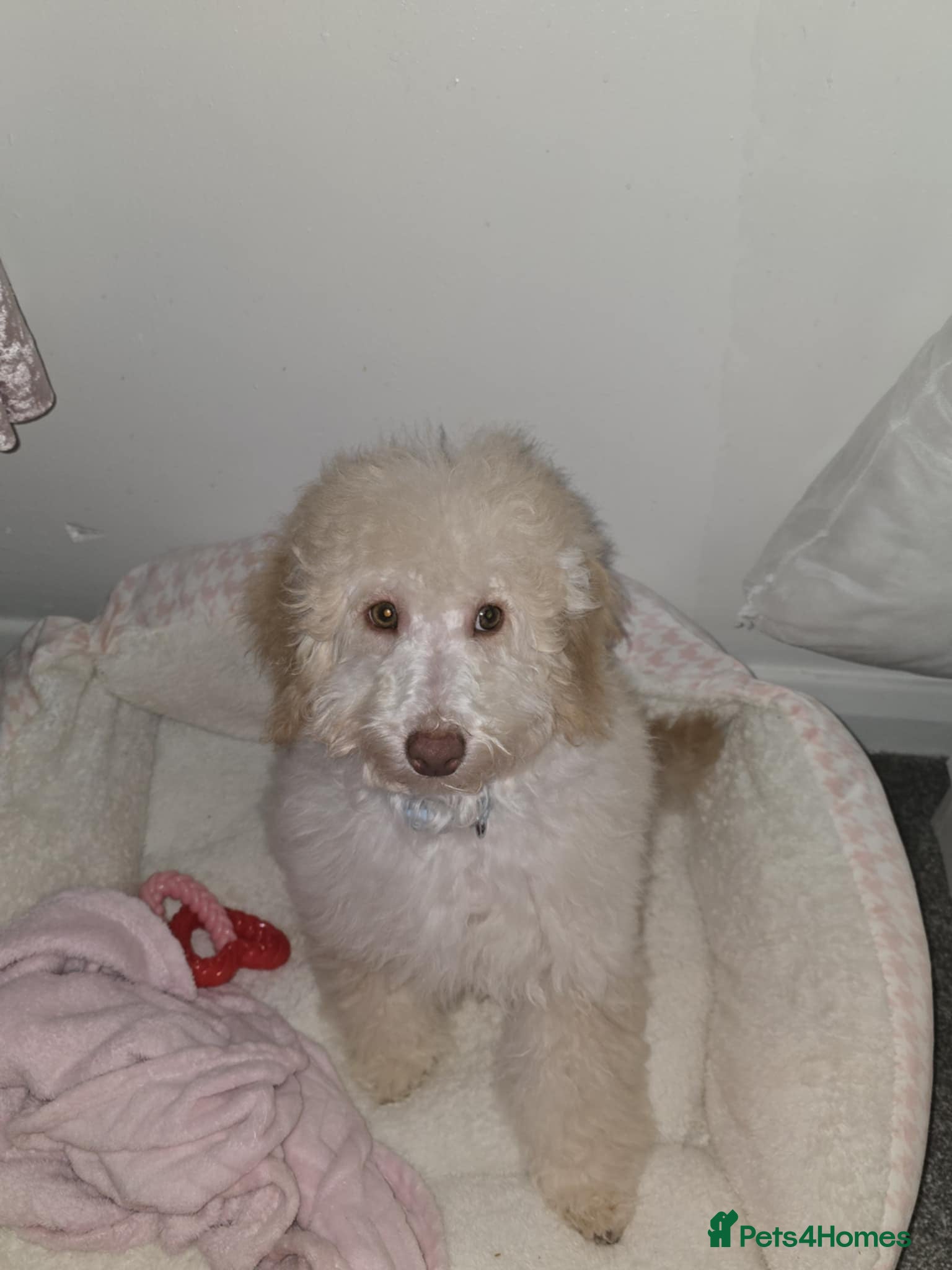 Cavapoo dogs Beautiful male cavapoo needs new home  - Advert 2