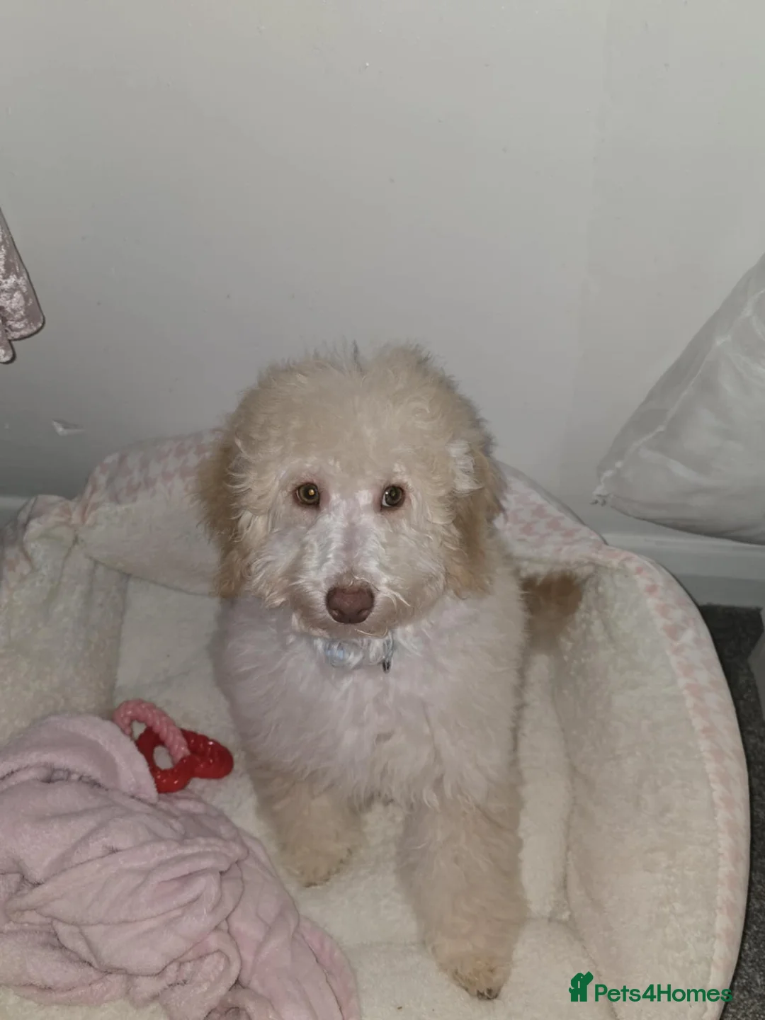 Cavapoo dogs for sale: Beautiful male cavapoo needs new home  - Advert 1