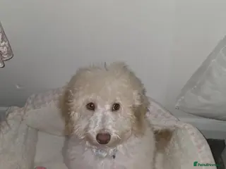 Cavapoo dogs Beautiful male cavapoo needs new home - Advert 2