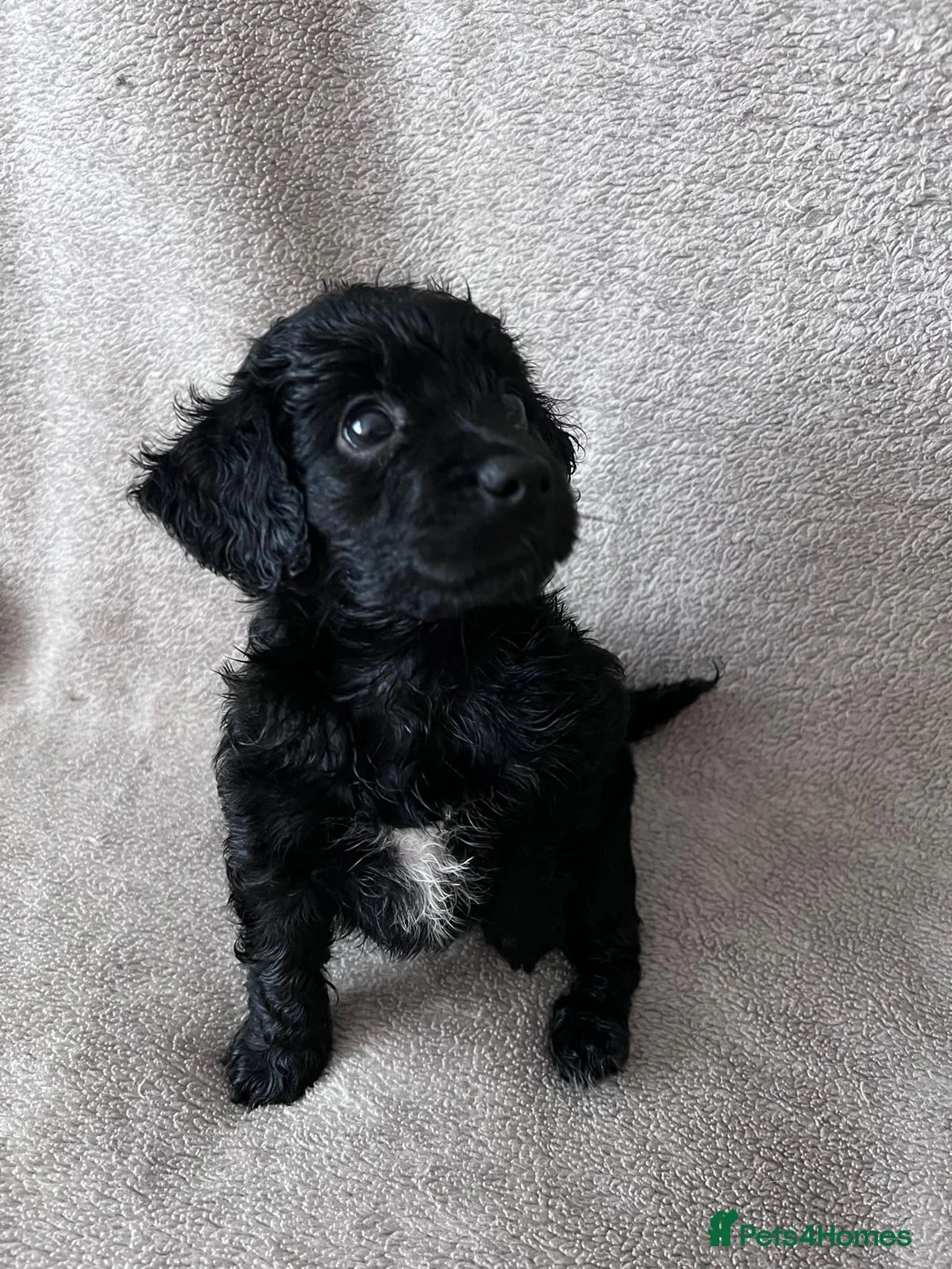 Cockapoo dogs for sale: Gorgeous Cockapoo Puppies 🐾 in Gravesend - Advert 17
