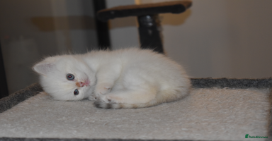 British Shorthair cats - Advert 15
