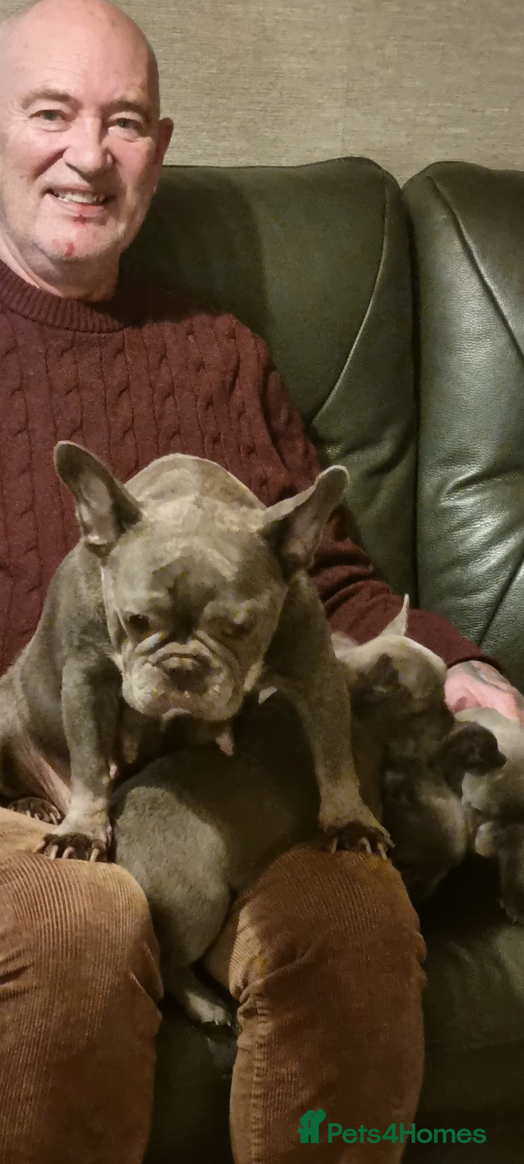 French Bulldog dogs for sale: Adorable  - Advert 9