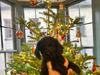 Mixed Breed dogs Schnockerpoo puppies - Advert 13