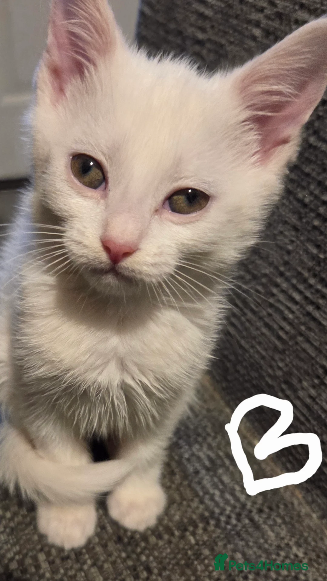 Mixed Breed cats for sale: Kittens  - Advert 21