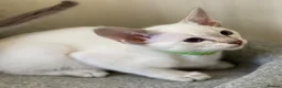 Siamese cats for sale: GCCF Registered Siamese Kittens  - Advert 15