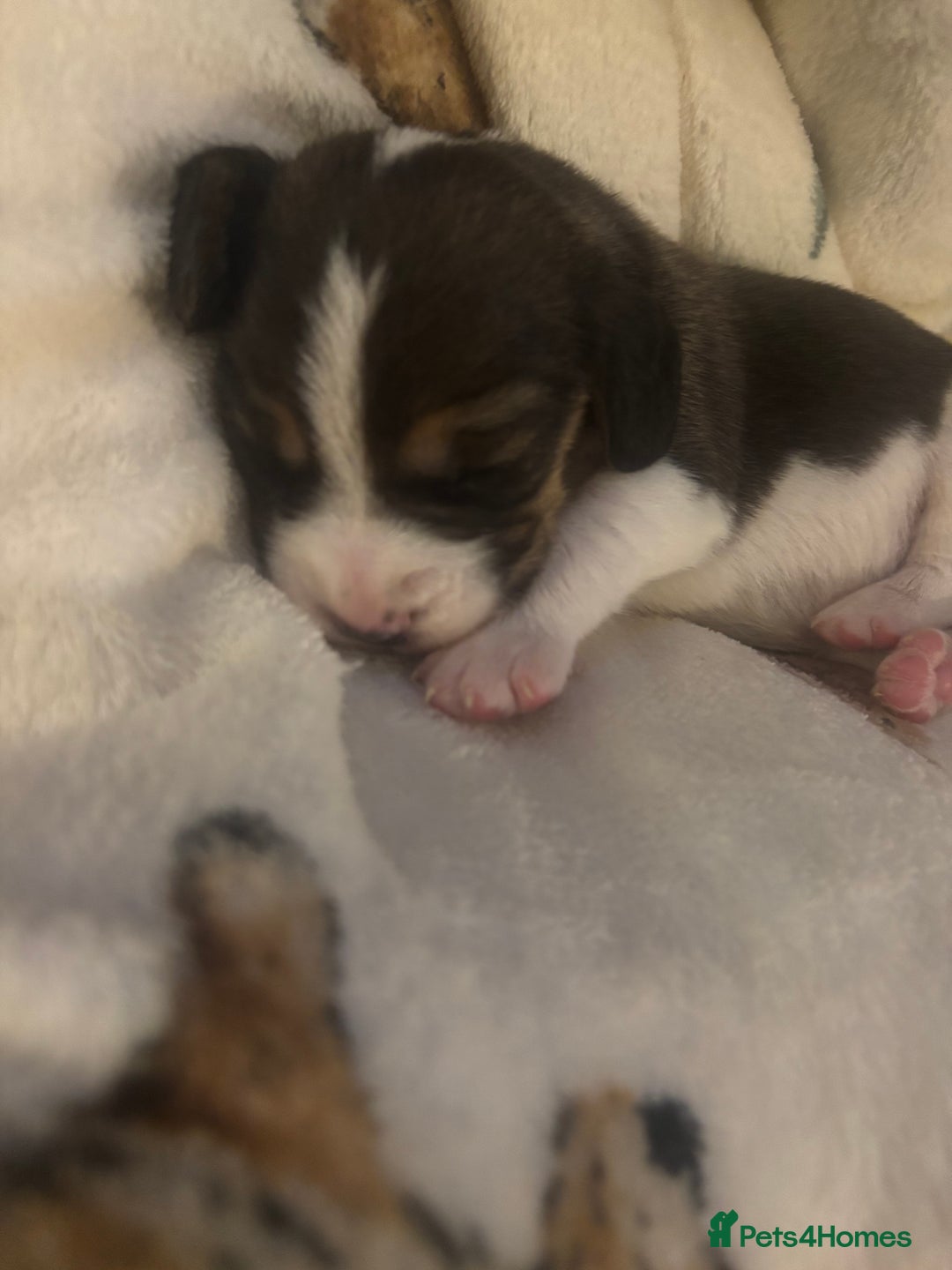 Beagle dogs for sale: Beagle  - Image 11