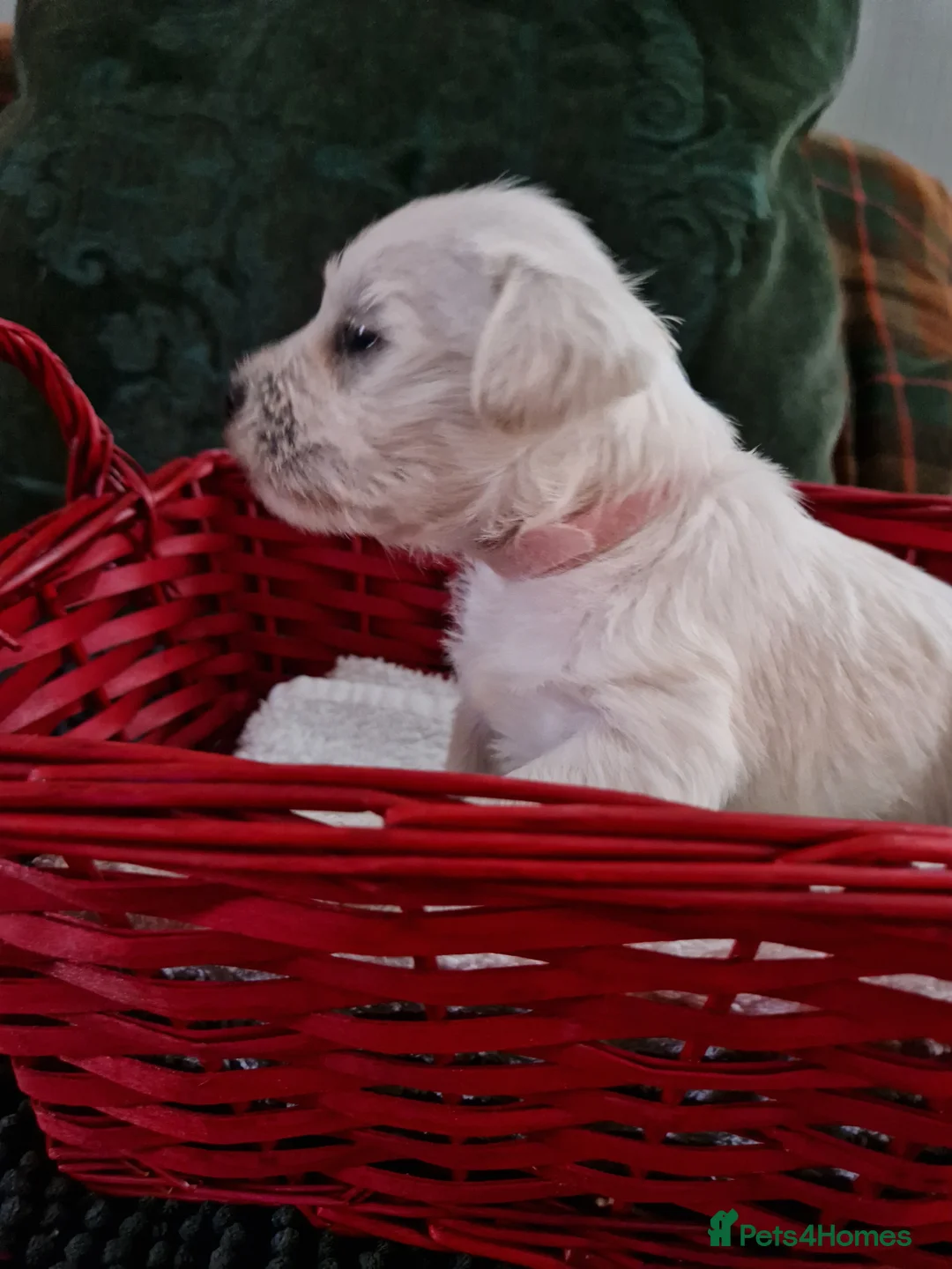 Miniature Schnauzer dogs for sale:  Pedigree Silver white minature schnauzer  - Advert 16