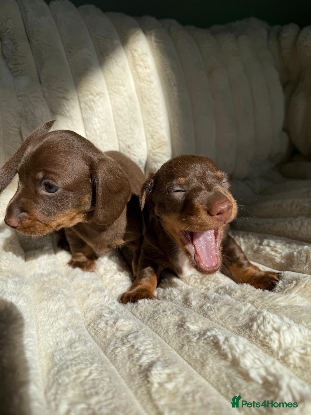 Dachshund dogs for sale: PERFECT MINIATURE DACHSHUNDS BABIES 🐶 - Image 5
