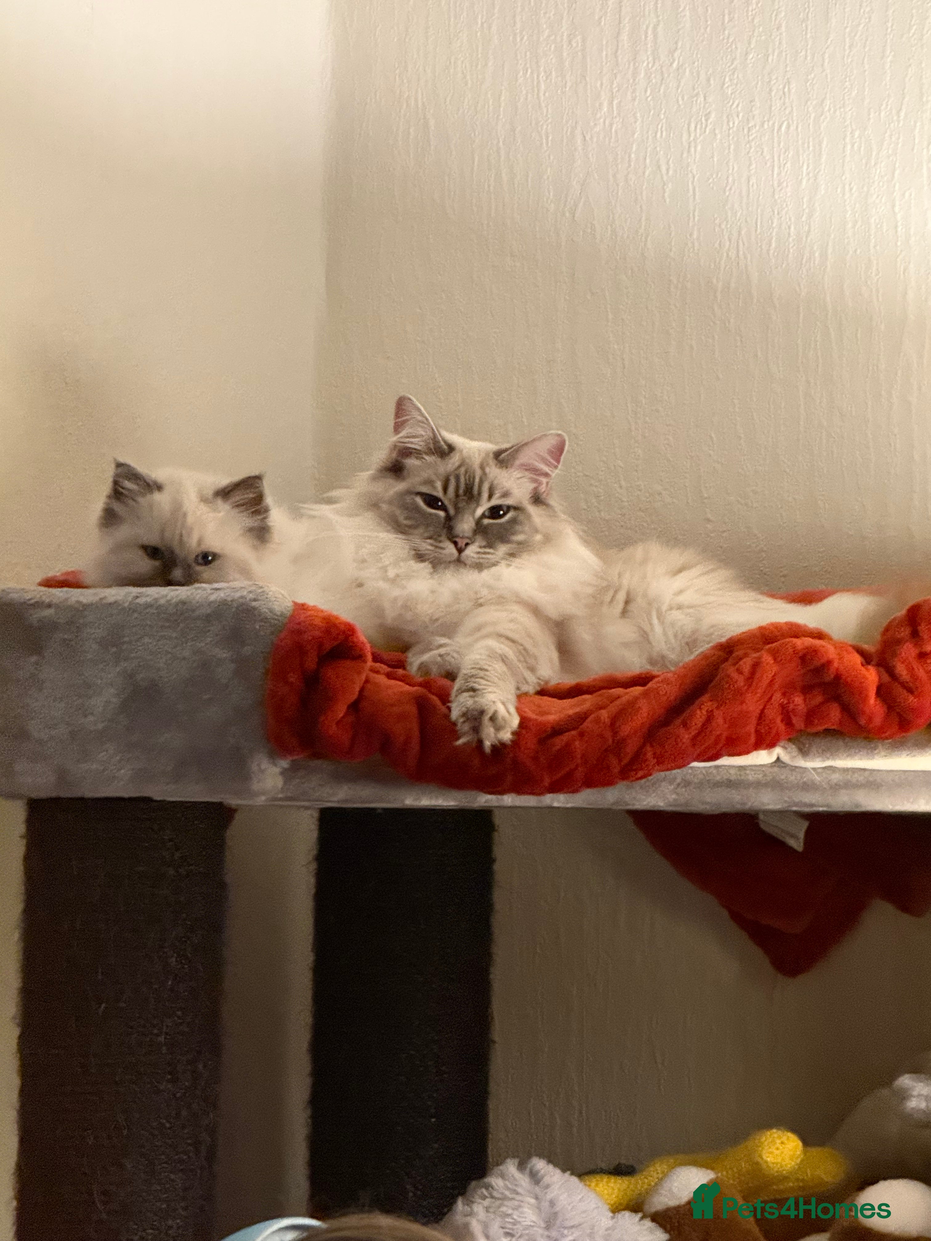 Ragdoll cats Male Ragdoll for sale  - Advert 1