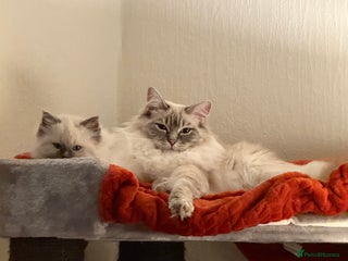 Ragdoll cats Male Ragdoll for sale - Advert 4