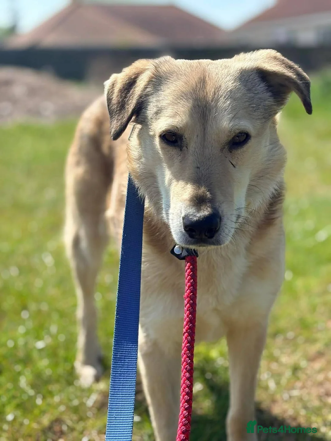 Mixed Breed dogs for adoption: Meet Misty, currently residing in Essex  in Frinton-on-Sea - Advert 2