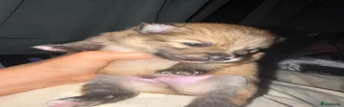 Pomeranian 1