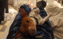 Jack Russell dogs for sale: 2 x Beautiful Jack Russells  - Image 4