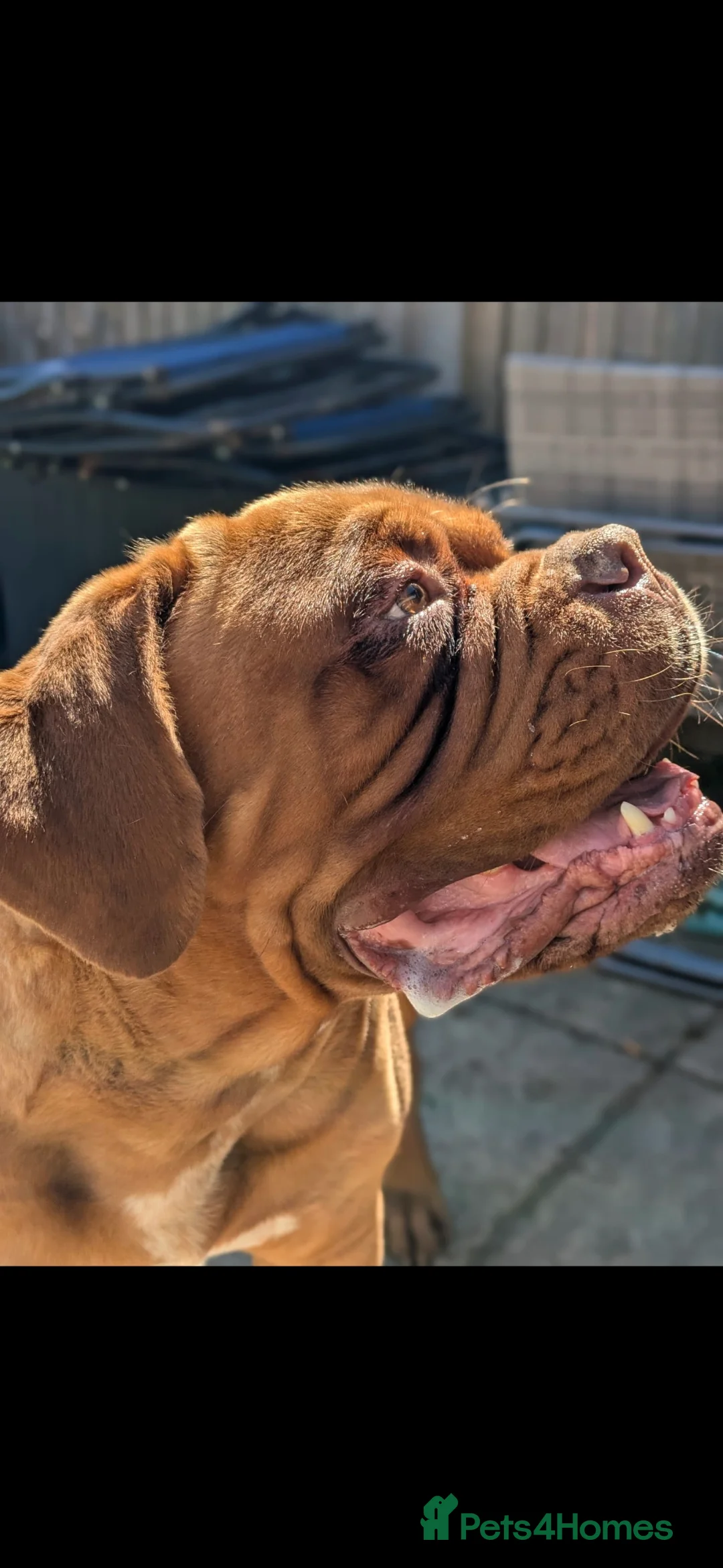Dogue De Bordeaux dogs for sale: STOLEN. HELP BRING PICKLES HOME! - Advert 2