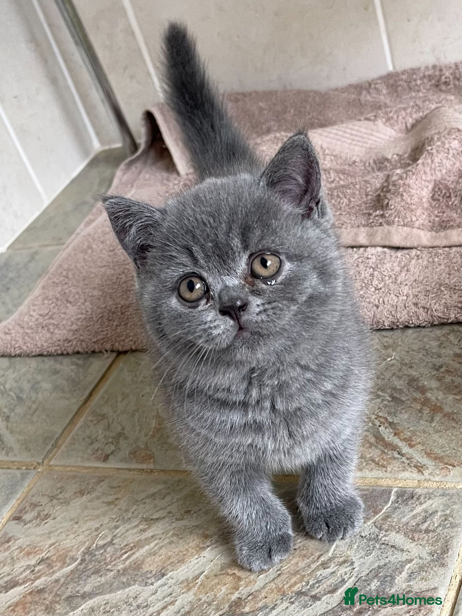 British Shorthair cats Adorable pedigree kitens - Advert 2