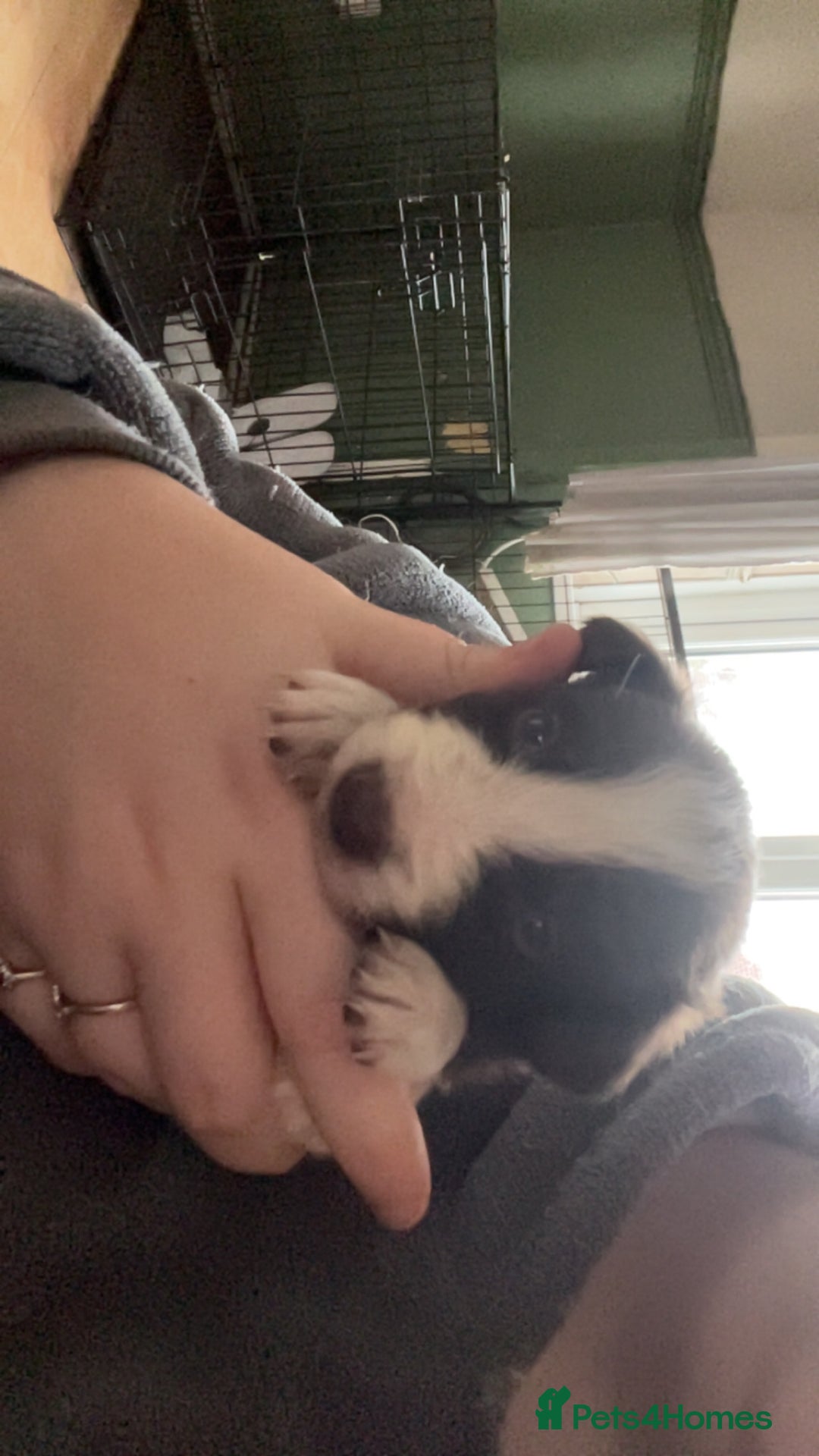 Border Collie dogs for sale: Litter of 7 border collies - Advert 19