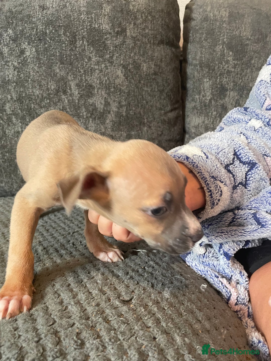 Mixed Breed dogs for sale: Presa canairo x American bulldog  - Image 12