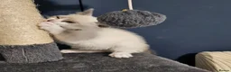 Snowshoe cats for sale: Rare pedigree snowshoe kittens - Advert 25