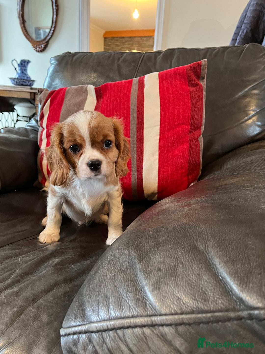 Cavalier King Charles Spaniel dogs for sale: Health tested KC REG cavalier King Charles  - Advert 7