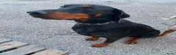 Dobermann dogs for sale: KC REGISTERED DOBERMAN PUPS - Advert 6